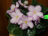 PA261269.webp