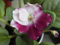 Ma's Southern Springtime 2.webp Ma's Southern Springtime 2.webp