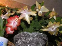 .webp