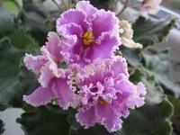 Rosie Ruffles (Harrington)_9049.webp