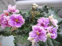 Rosie Ruffles (Harrington)_9050.webp