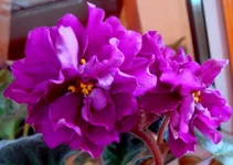 --Шахиня.webp