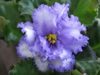 -Небесный замок_9072ддд.webp