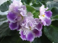 Silverglade Bangles (Harrison)9074ддд.webp