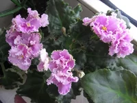 Rosie Ruffles (Harrington)_9066ддд.webp