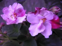 Mac's Southern Springtime9073.webp