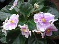 Rebel's Splatter Kake_9052.webp