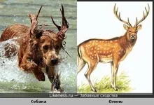 dog_deer.webp