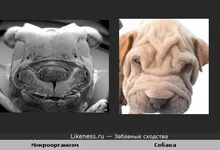 micro_dog.webp