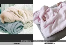 towel_dog.webp