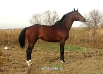 medium_balzamin11.webp