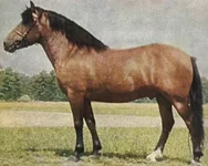 Hucul-pony.webp