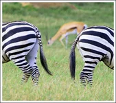 ****'s gate4.webp