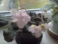 Angel's Lace.webp
