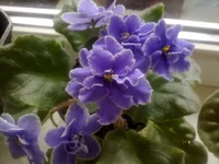 Fredettes summer showers (спорт).webp