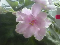 Fredettes summer showers.webp