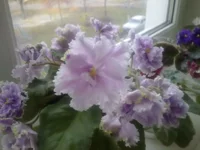 Louisiana Lullaby.webp