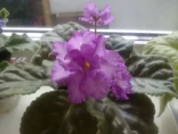 no name.webp