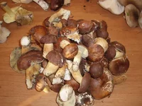  012.webp