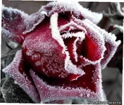 .webp