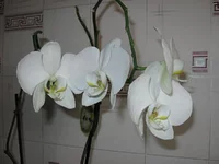 IMG_1652.webp