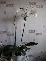IMG_1654.webp