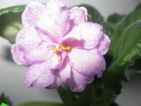 Kings Ramson (2).webp