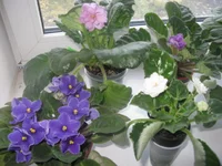 IMG_5428 [1600x1200].webp