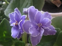 Lyon’s Plum Pudding (2).webp