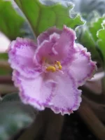 Tomorrow s Pink Ice(Smith) (2) [1600x1200].webp