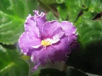 Ultra violet nebula.webp