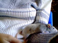 .в.webp
