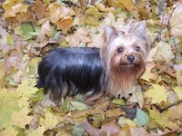 DSCF5981.webp