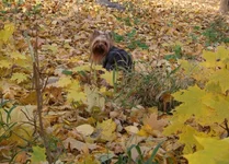 DSCF5995.webp