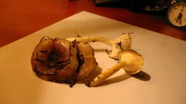 IMG_2377.JPG