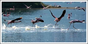 91.webp