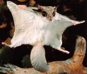 picture.webp