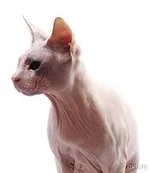 attachment.webp