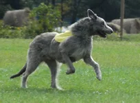 FinnOct2007.webp