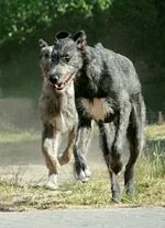 2+-+Irish+Wolfhounds++_MG_0380+b+photo+Dalton.webp