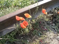 IMG_0010.webp