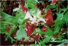 cut_mesclun.webp