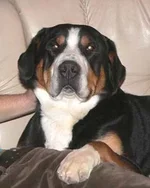 Altaro des Joyeuses Gambades.webp