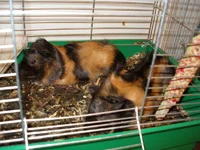 P5.webp