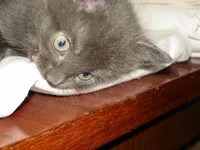  (3).webp