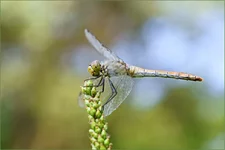 DSC39128.webp