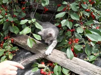  в вишнях 1.webp