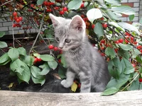  в вишне2.webp
