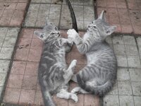 котики.jpg