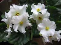 Golden Autumn_9080.webp